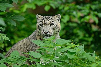 削弱补丁被“打断” 《Apex英雄》新英雄希尔的削弱被推迟一周